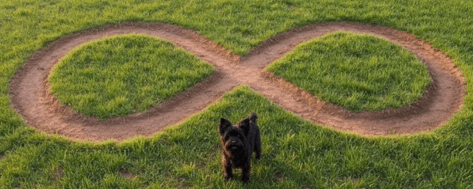 Benji standing at the start of an infinity symbol path in a green field
