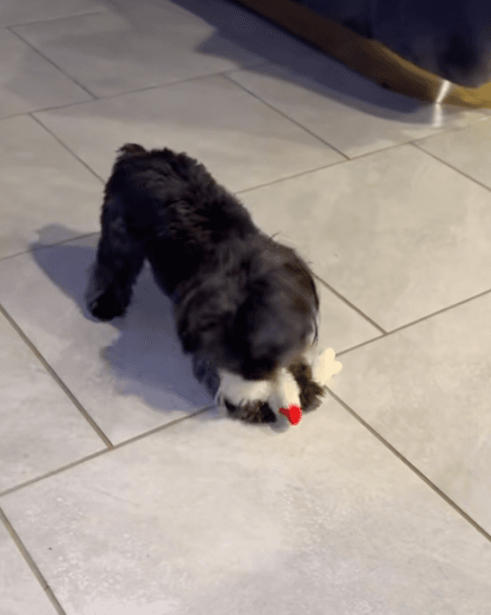 Benji playing with a toy on tiled floor